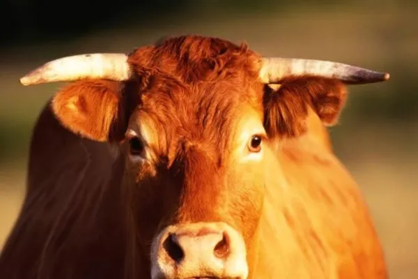 nằm mơ thấy đàn bò đánh số mấy